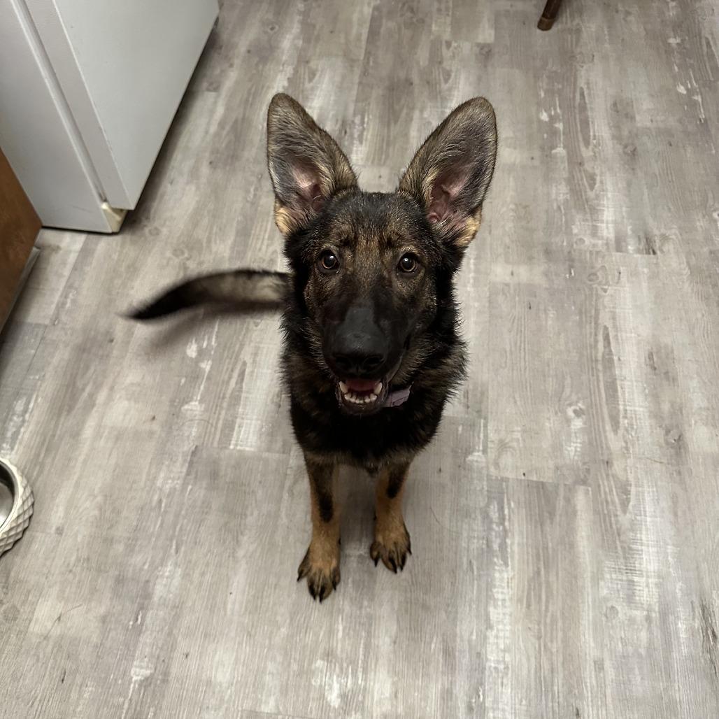 Enlarge Katie *Pending Adoption*, a Adoptable German Shepherd Dog in Cartersville, GA image 3/4