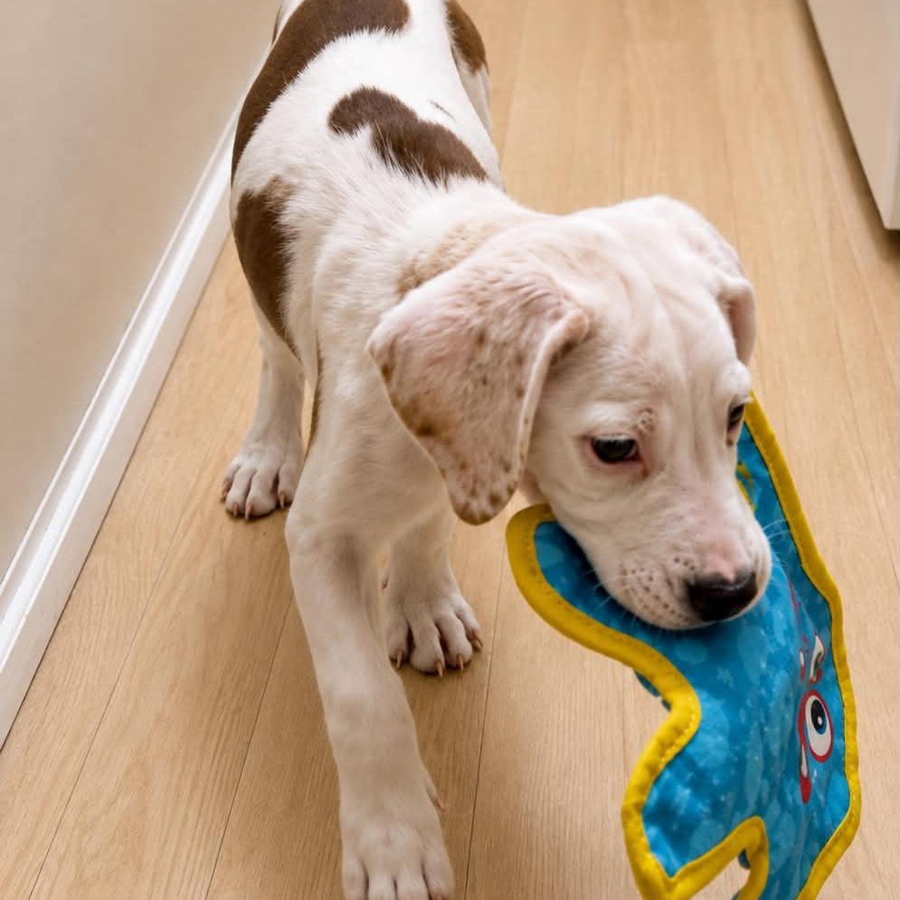 Enlarge Rachel, a Adoptable mixed breed in Hamden, CT image 3/6