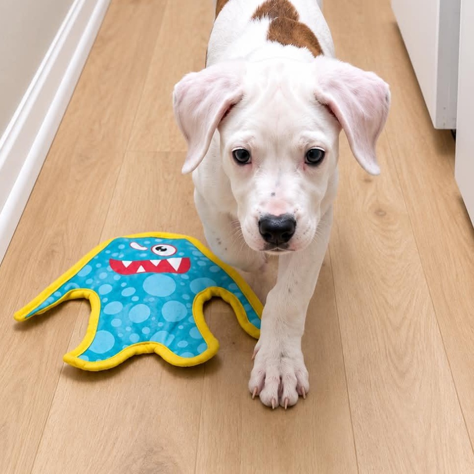 Enlarge Rachel, a Adoptable mixed breed in Hamden, CT image 5/6