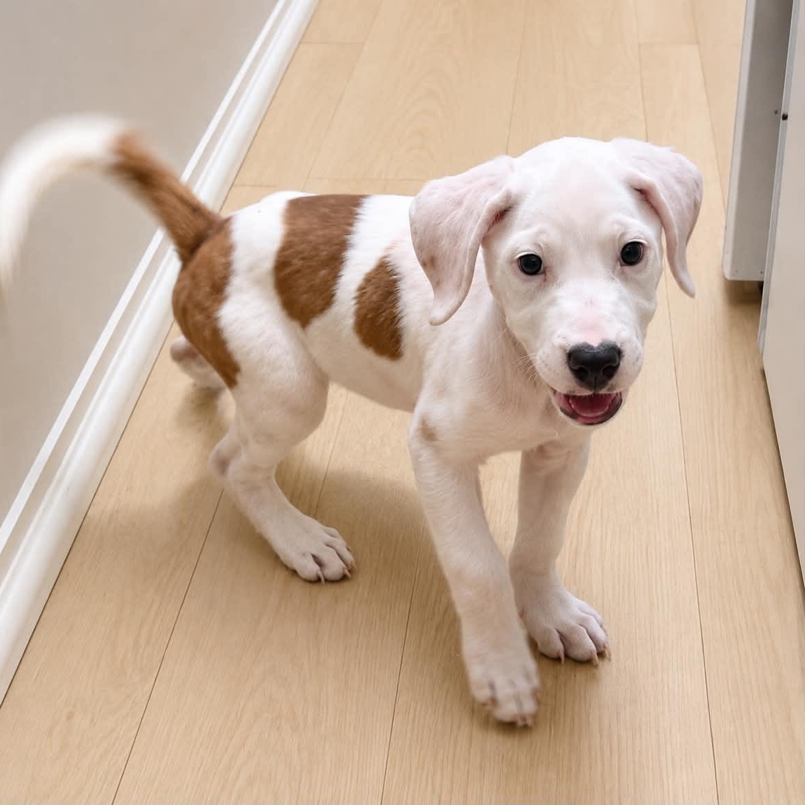 Enlarge Rachel, a Adoptable mixed breed in Hamden, CT image 4/6
