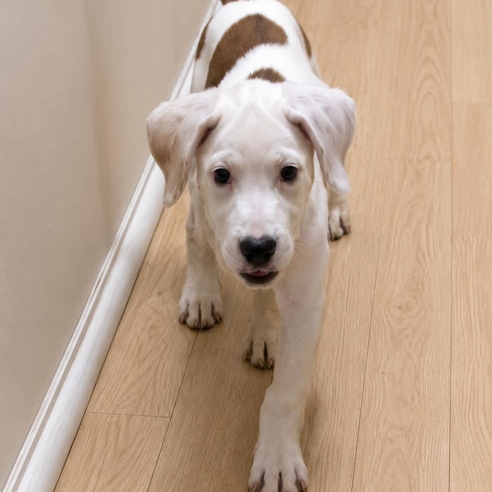 Rachel, Adoptable, Puppy Female Labrador Retriever & Hound.