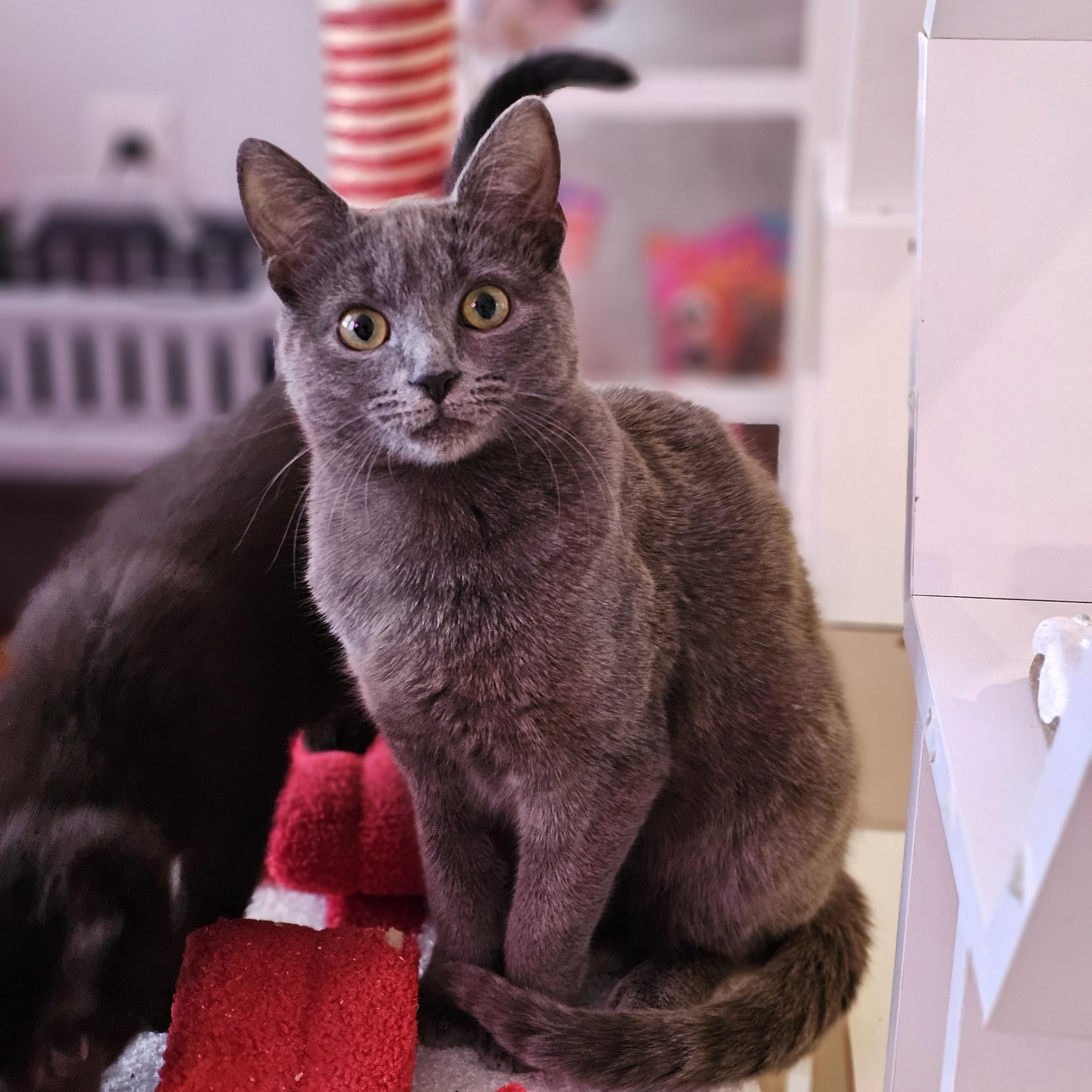 Martini, ADOPTABLE, Young Female Domestic Short Hair.