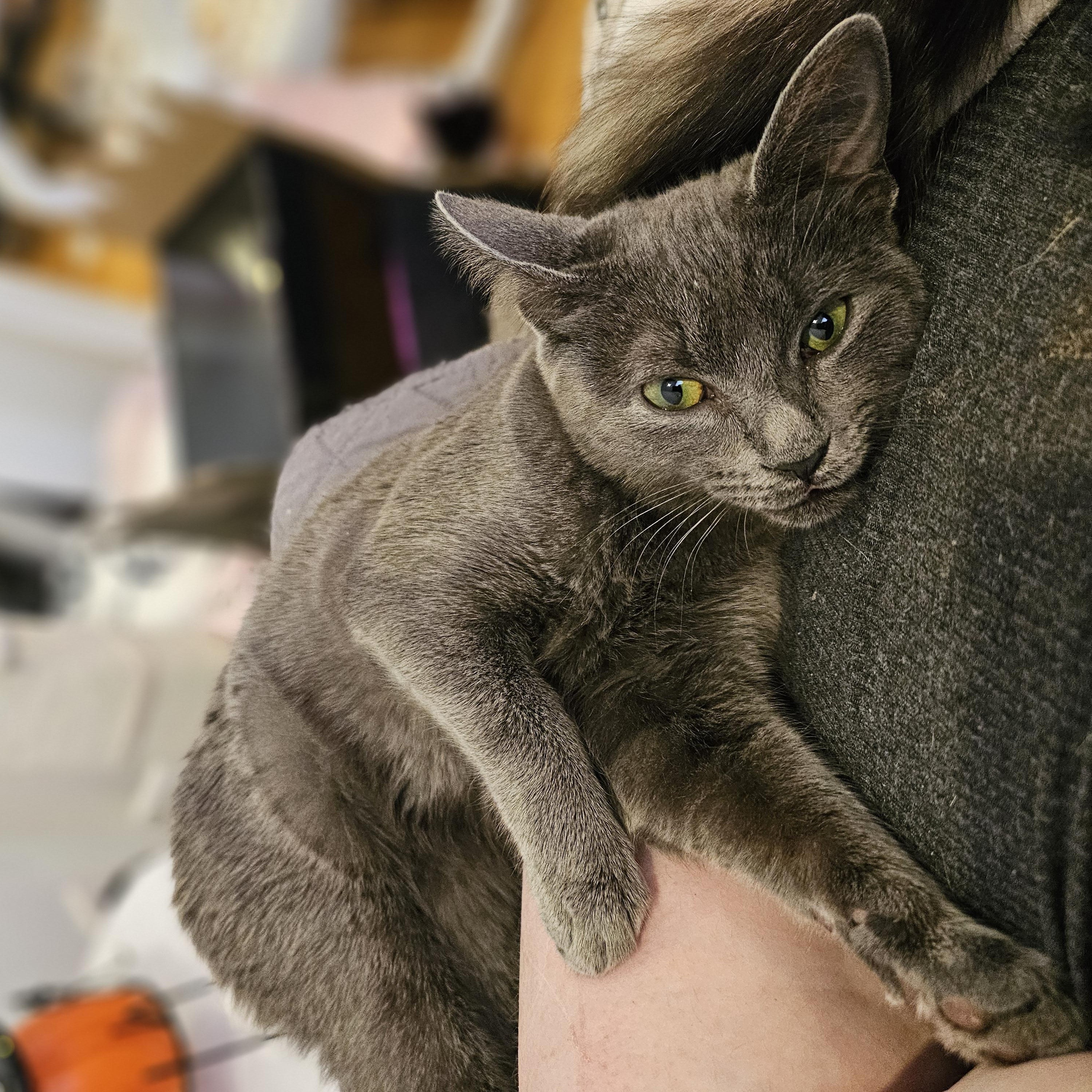 Enlarge Martini, a ADOPTABLE Domestic Short Hair in Philadelphia, PA image 2/4