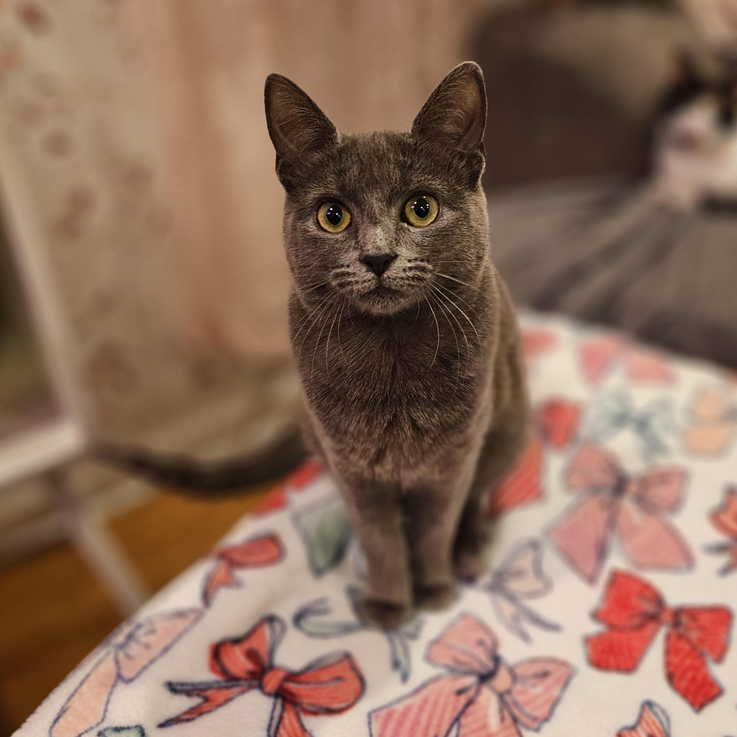 Enlarge Martini, a ADOPTABLE Domestic Short Hair in Philadelphia, PA image 3/4