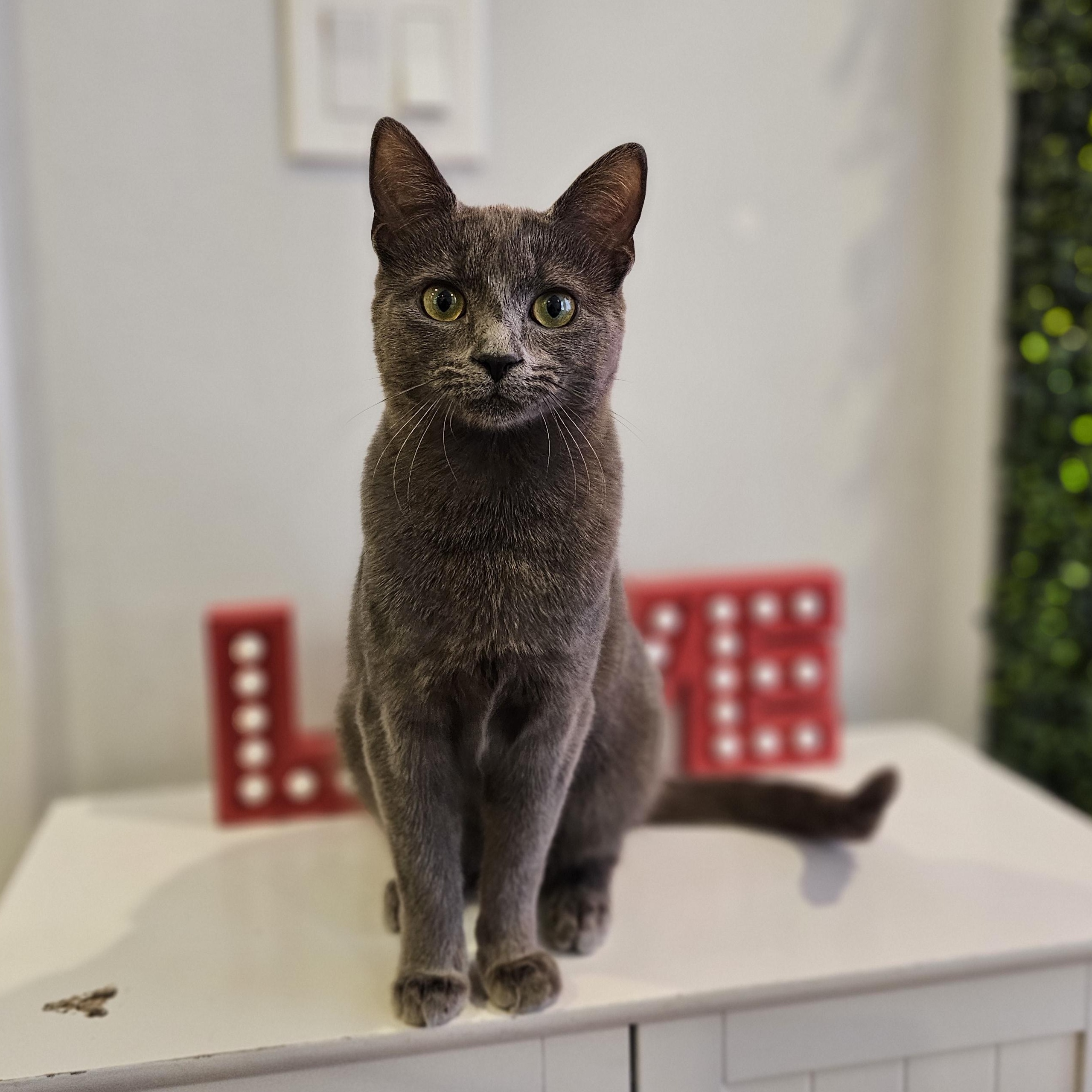 Martini, a ADOPTABLE Domestic Short Hair in Philadelphia, PA image 1/6