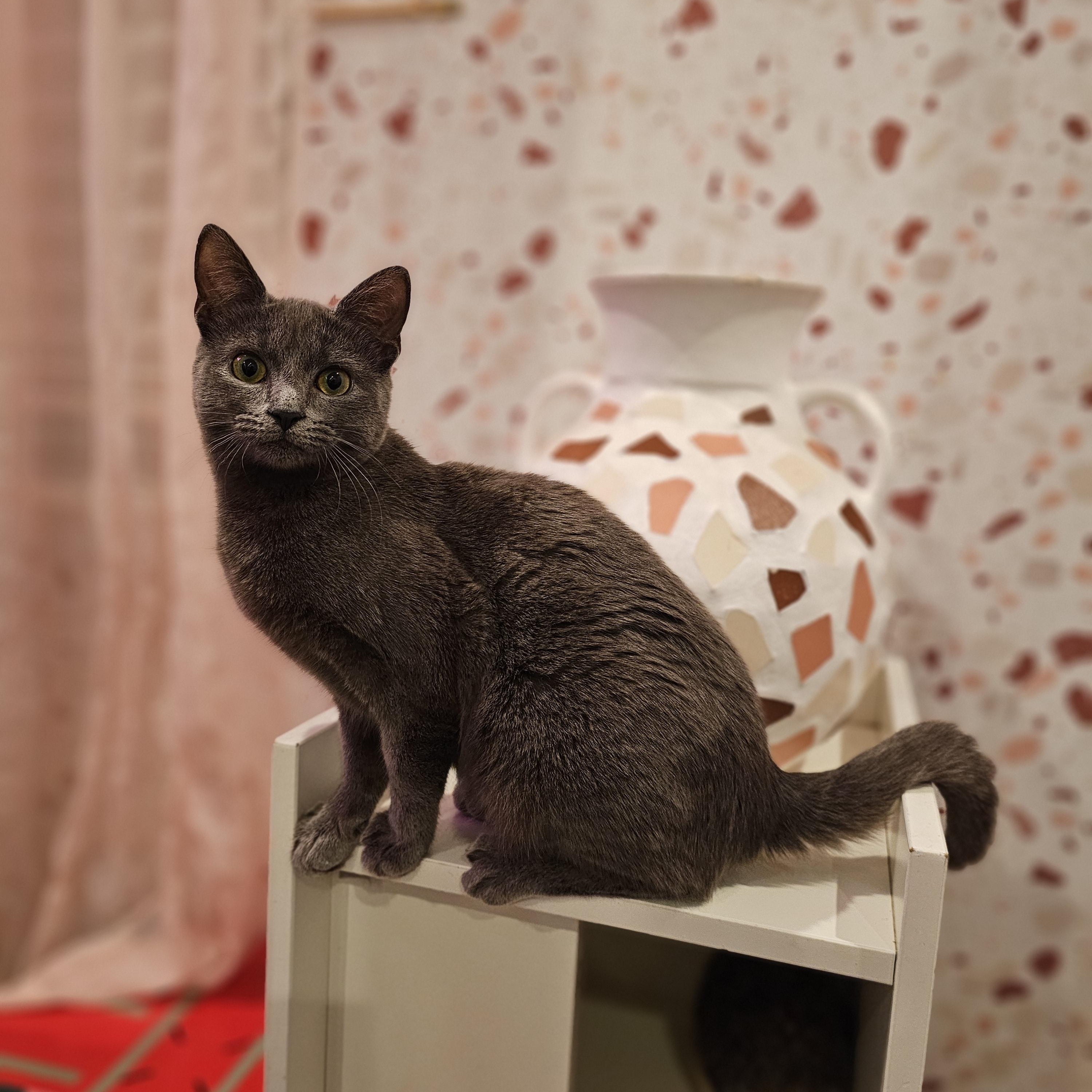 Enlarge Martini, a ADOPTABLE Domestic Short Hair in Philadelphia, PA image 4/4