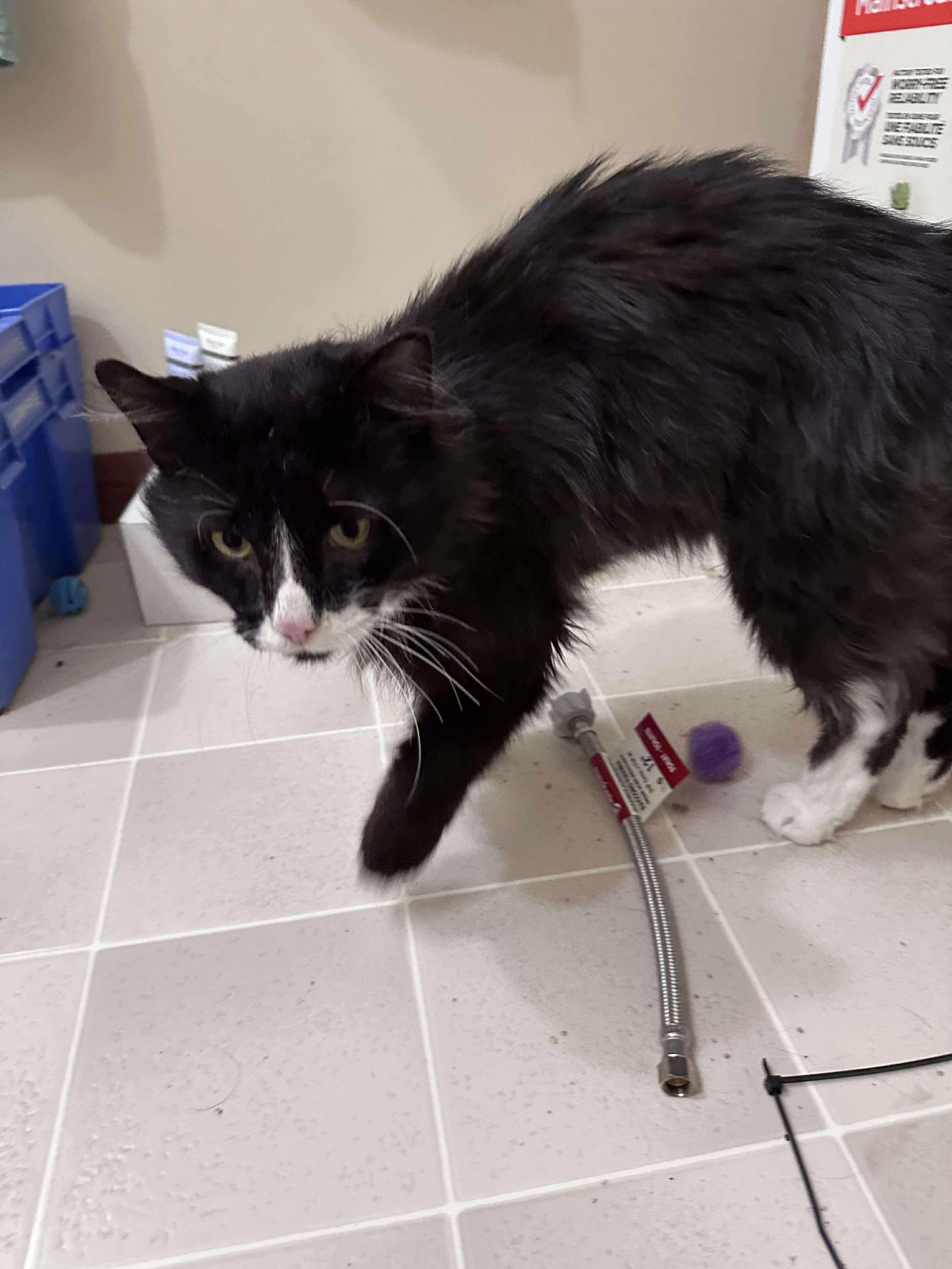 Sylvester, an adoptable Domestic Medium Hair in Winnipeg, MB, R3E 2Z9 | Photo Image 1