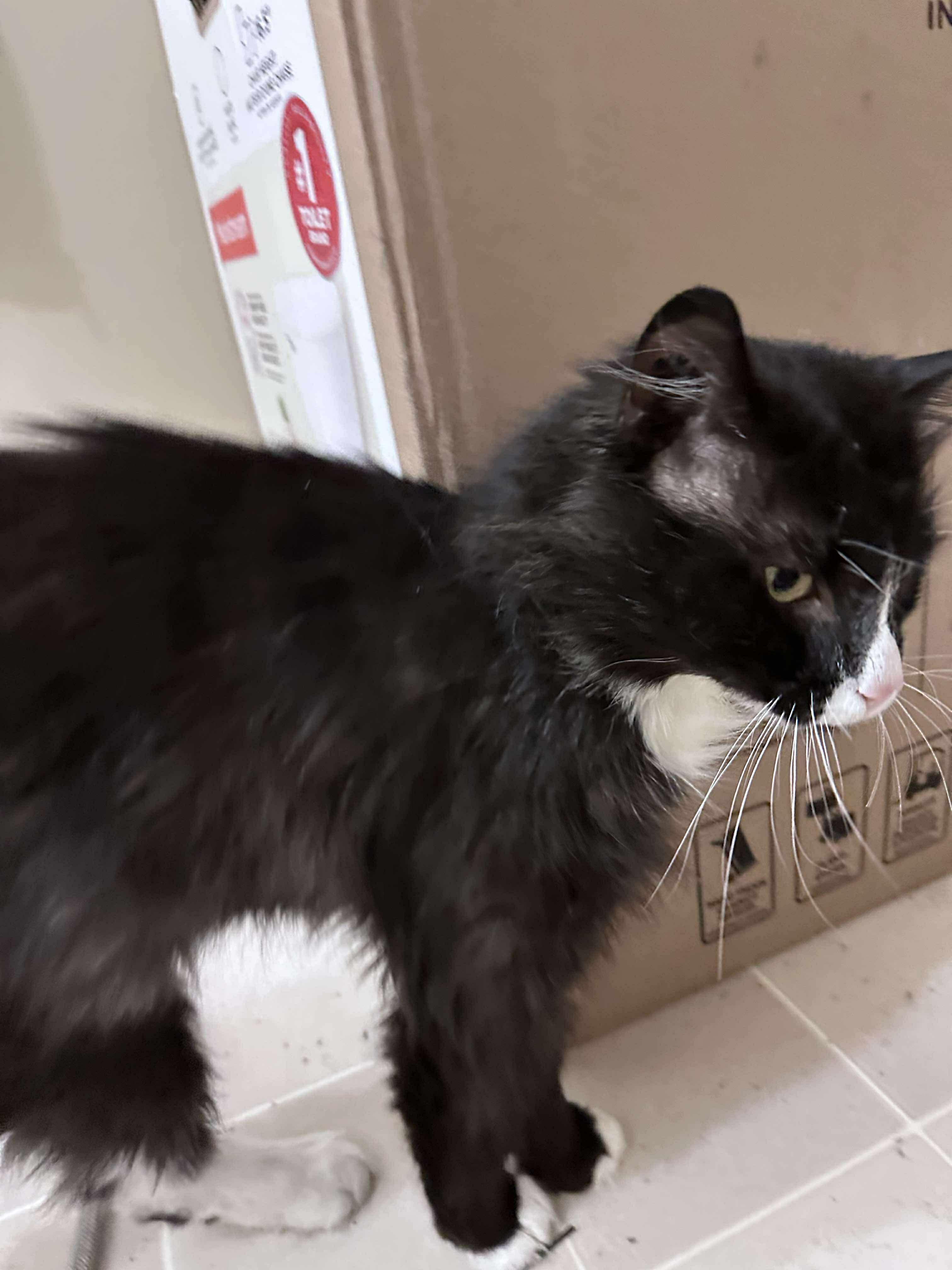 Sylvester, an adoptable Domestic Medium Hair in Winnipeg, MB, R3E 2Z9 | Photo Image 2