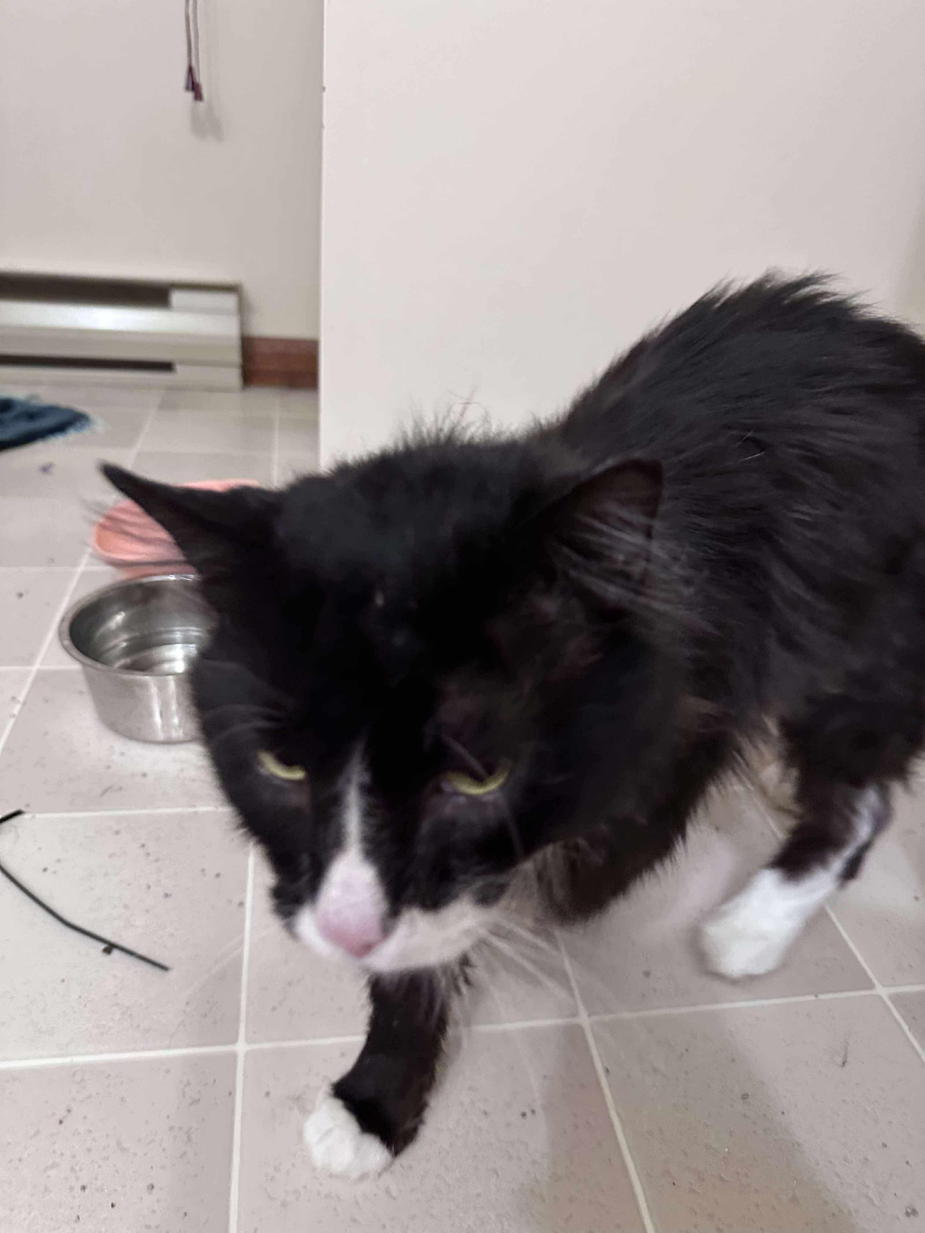 Sylvester, an adoptable Domestic Medium Hair in Winnipeg, MB, R3E 2Z9 | Photo Image 3