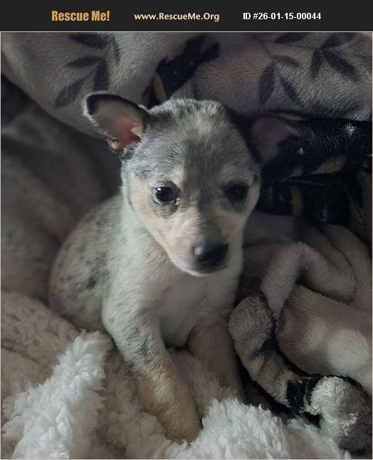 Enlarge Willow, a Adoptable mixed breed in Cedar City, UT image 1/1