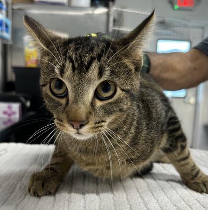 Baddy, Adoptable, Young Male Domestic Short Hair & Domestic Short Hair.