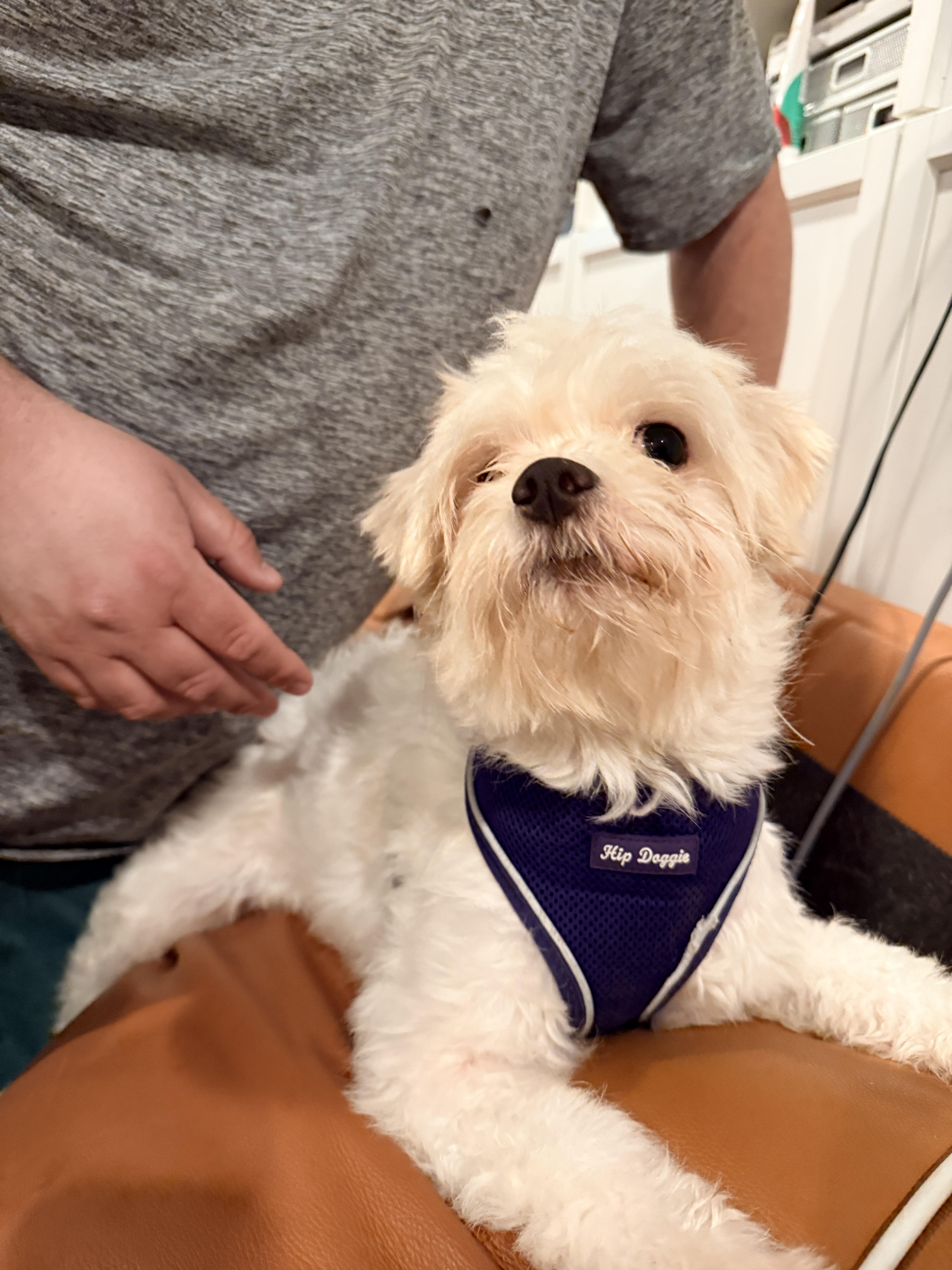 Genevieve, Adoptable, Adult Female Lhasa Apso.