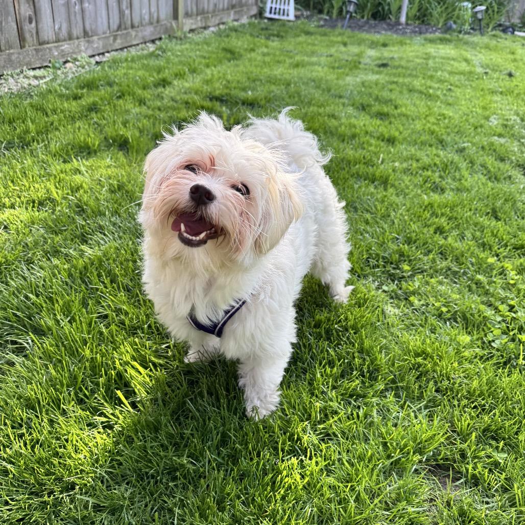 Genevieve, Adoptable, Adult Female Lhasa Apso.