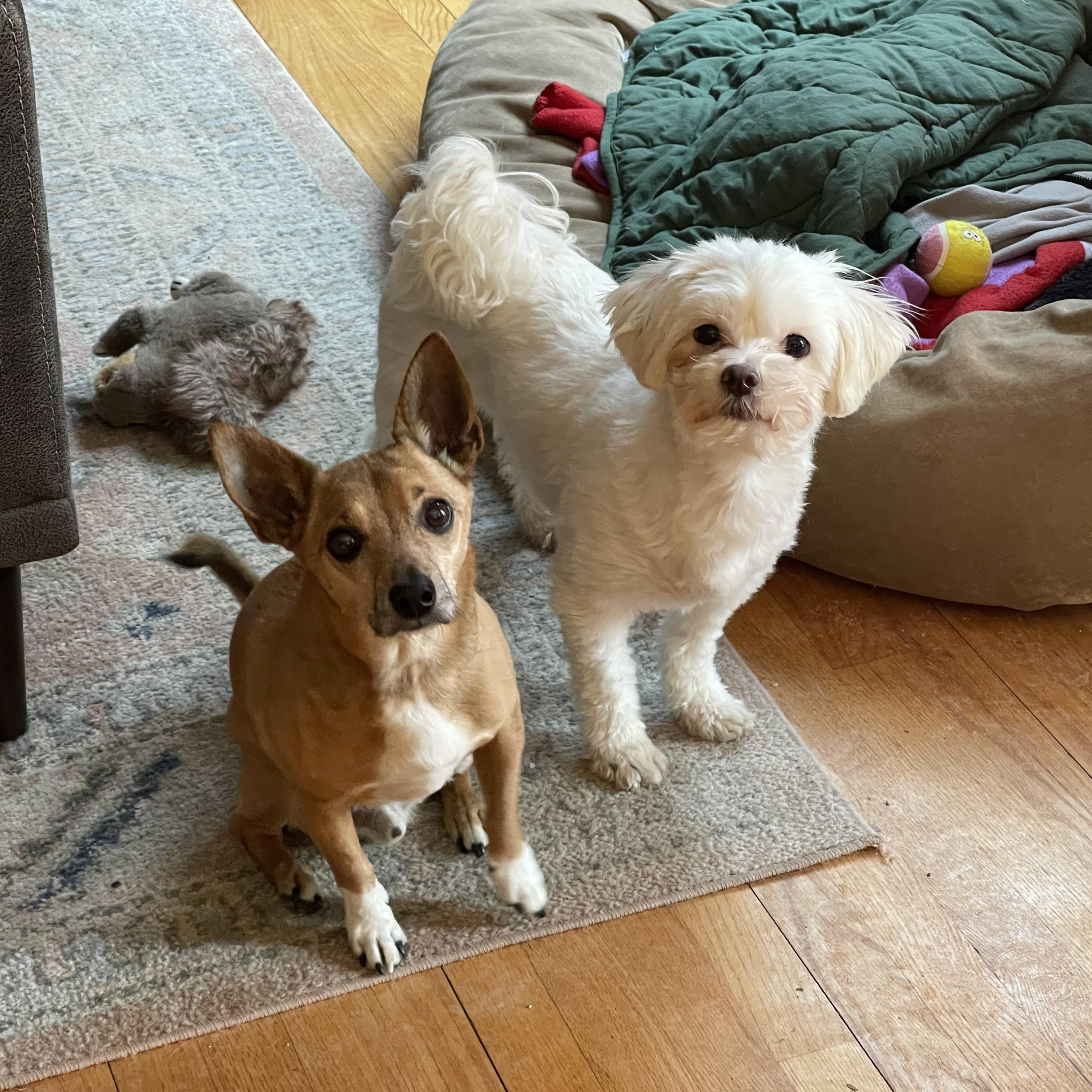 Enlarge Genevieve, a Adoptable Lhasa Apso in Chicago, IL image 2/6