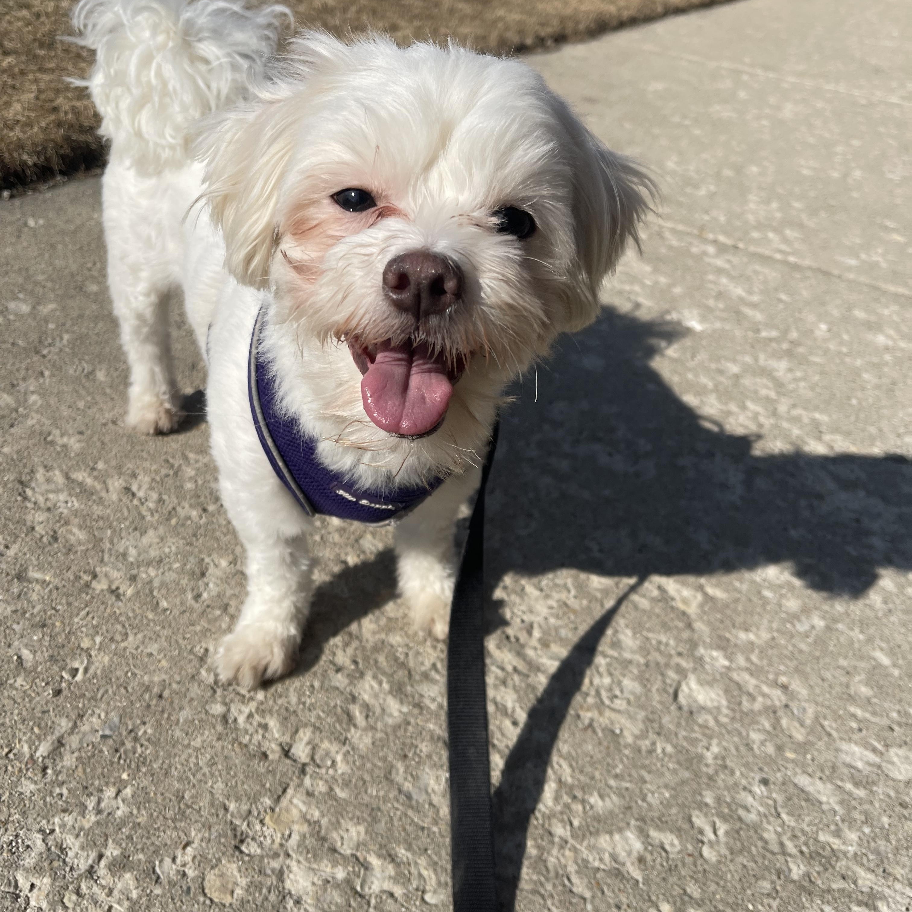 Enlarge Genevieve, a Adoptable Lhasa Apso in Chicago, IL image 1/6