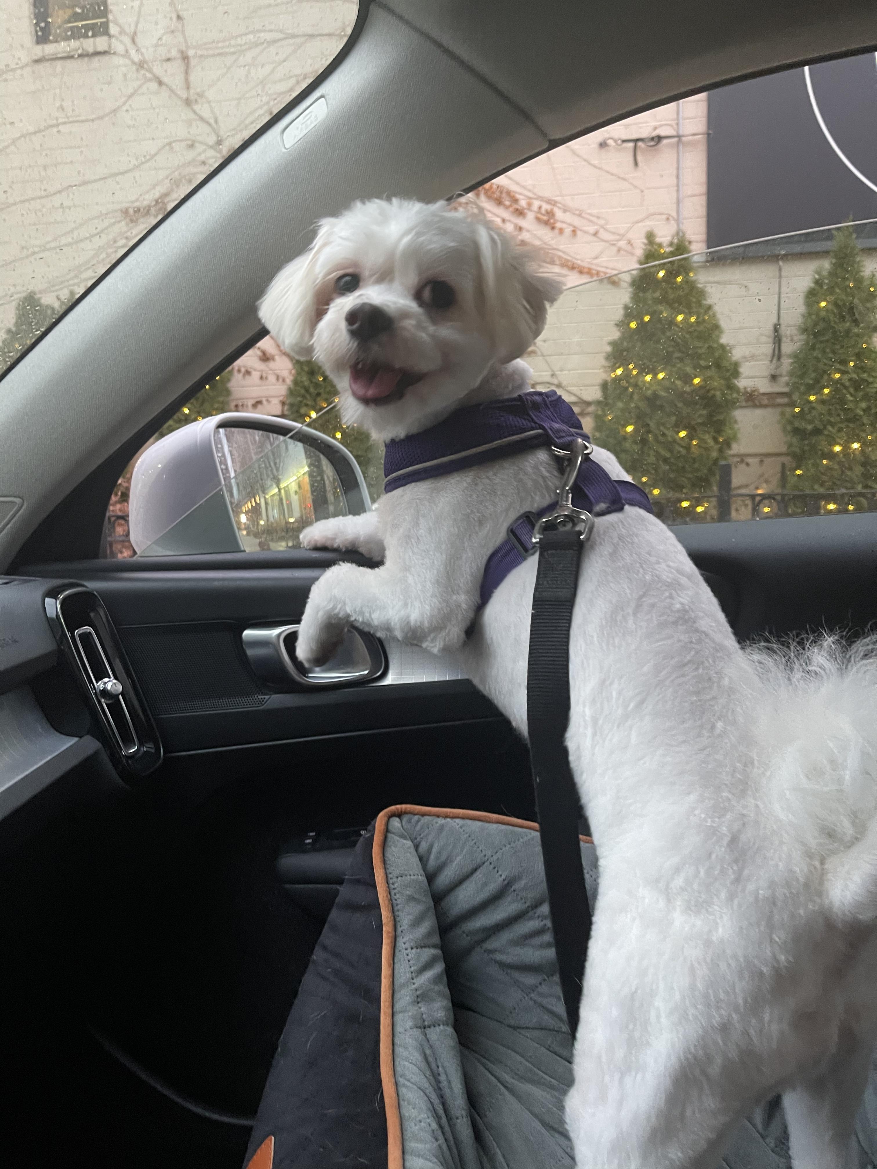 Enlarge Genevieve, a Adoptable Lhasa Apso in Chicago, IL image 5/6