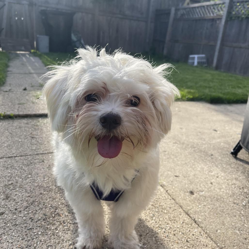 Enlarge Genevieve, a Adoptable Lhasa Apso in Chicago, IL image 2/6