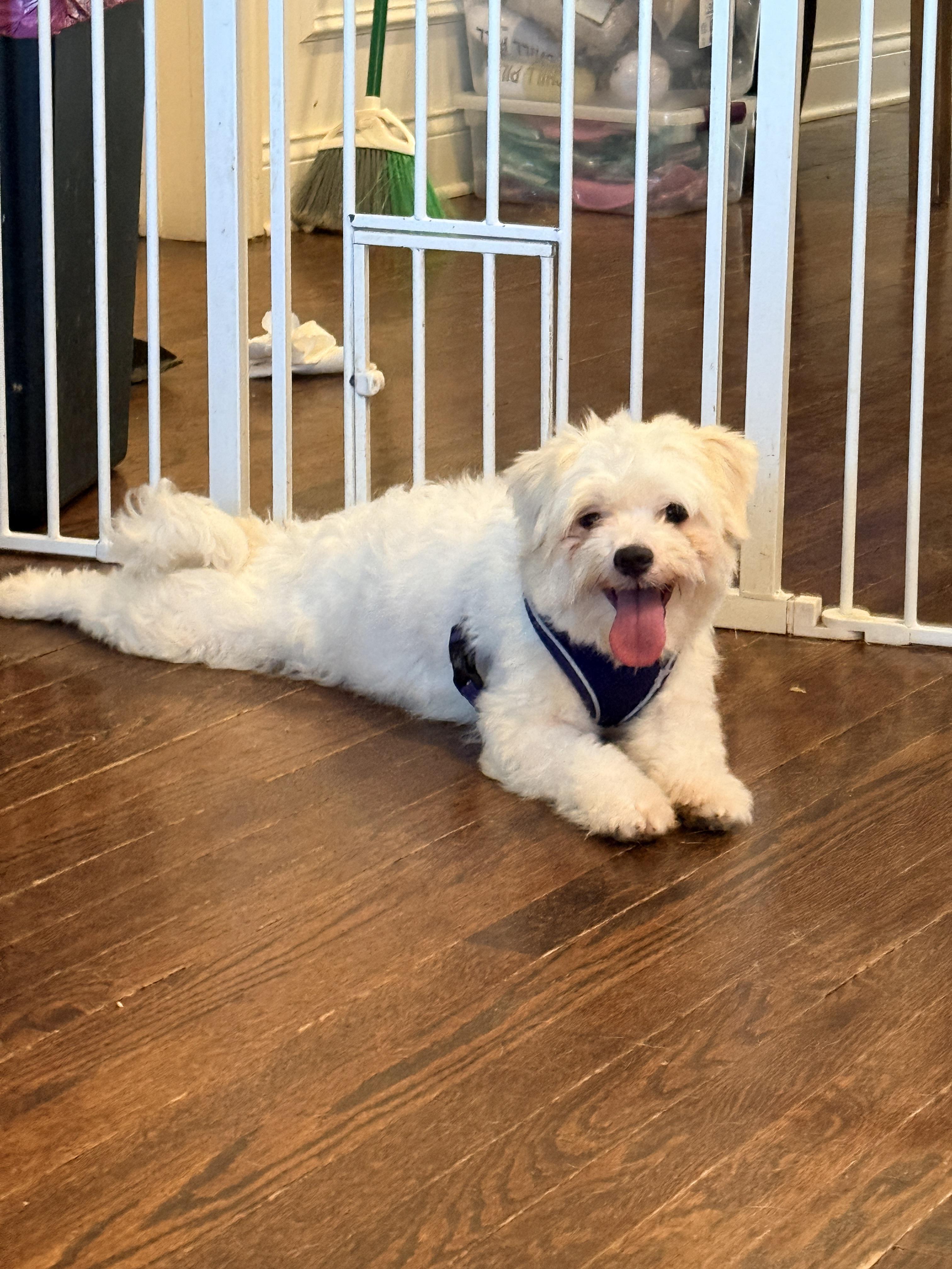Enlarge Genevieve, a Adoptable Lhasa Apso in Chicago, IL image 2/3