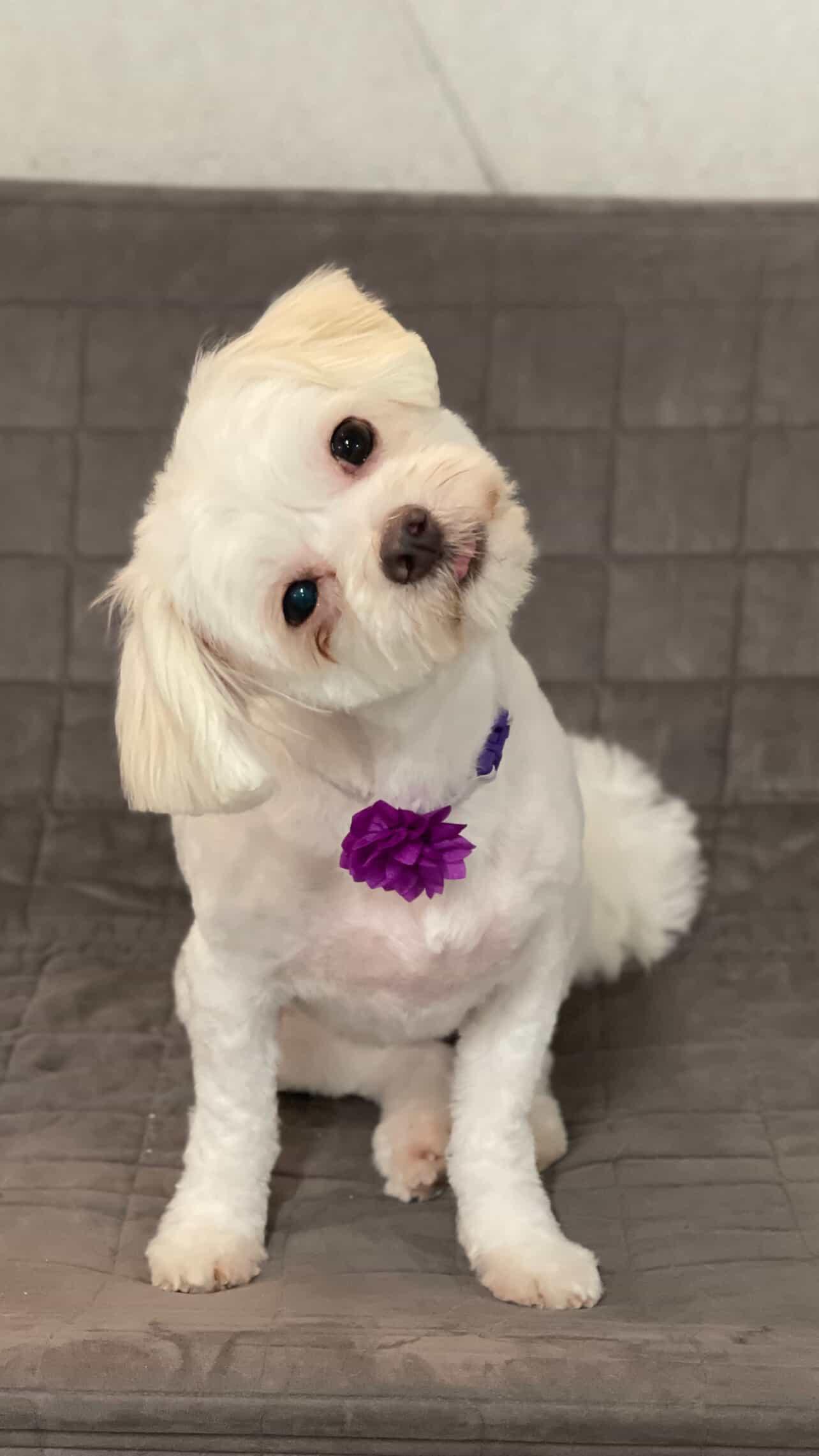 Enlarge Genevieve, a Adoptable Lhasa Apso in Chicago, IL image 4/6