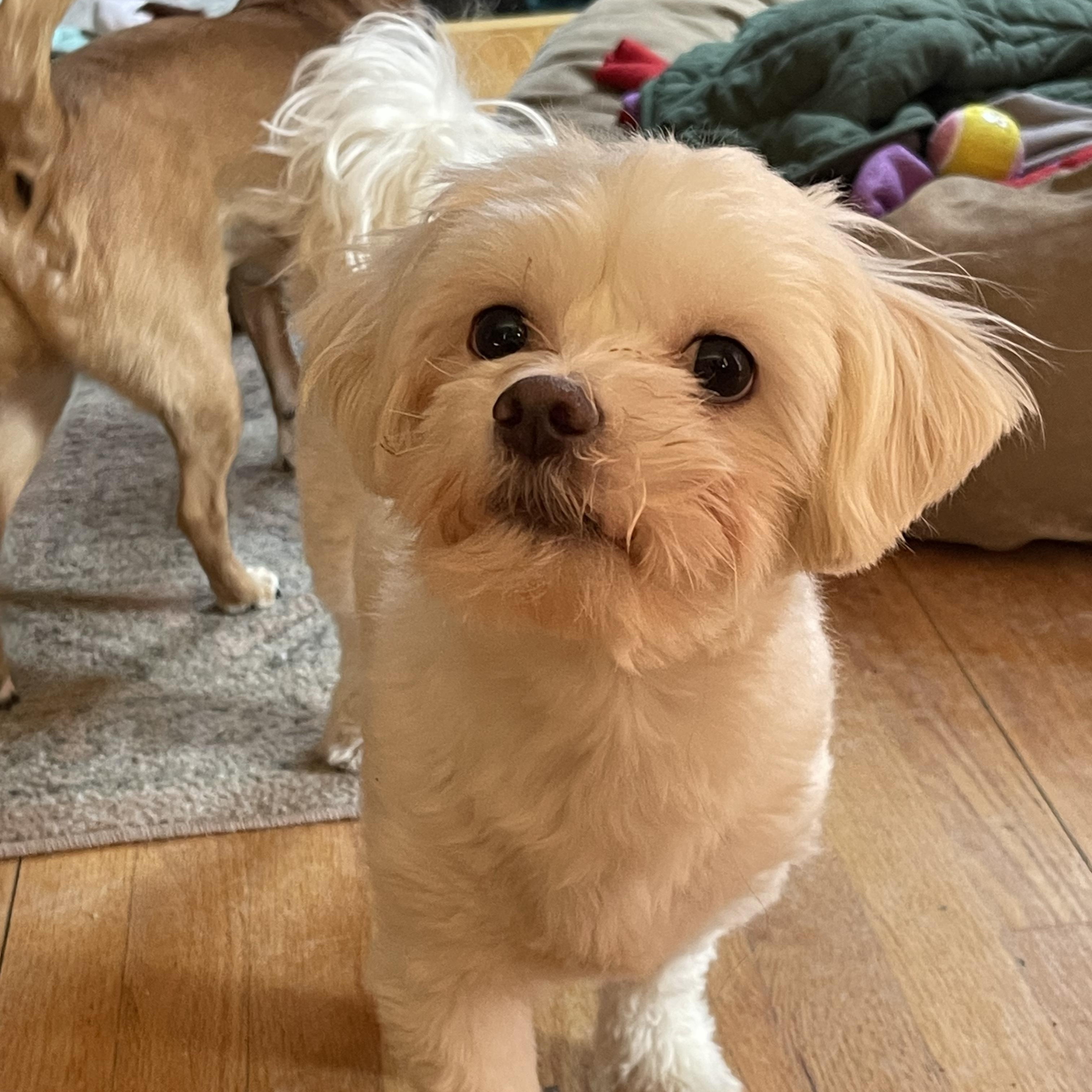 Enlarge Genevieve, a Adoptable Lhasa Apso in Chicago, IL image 3/6