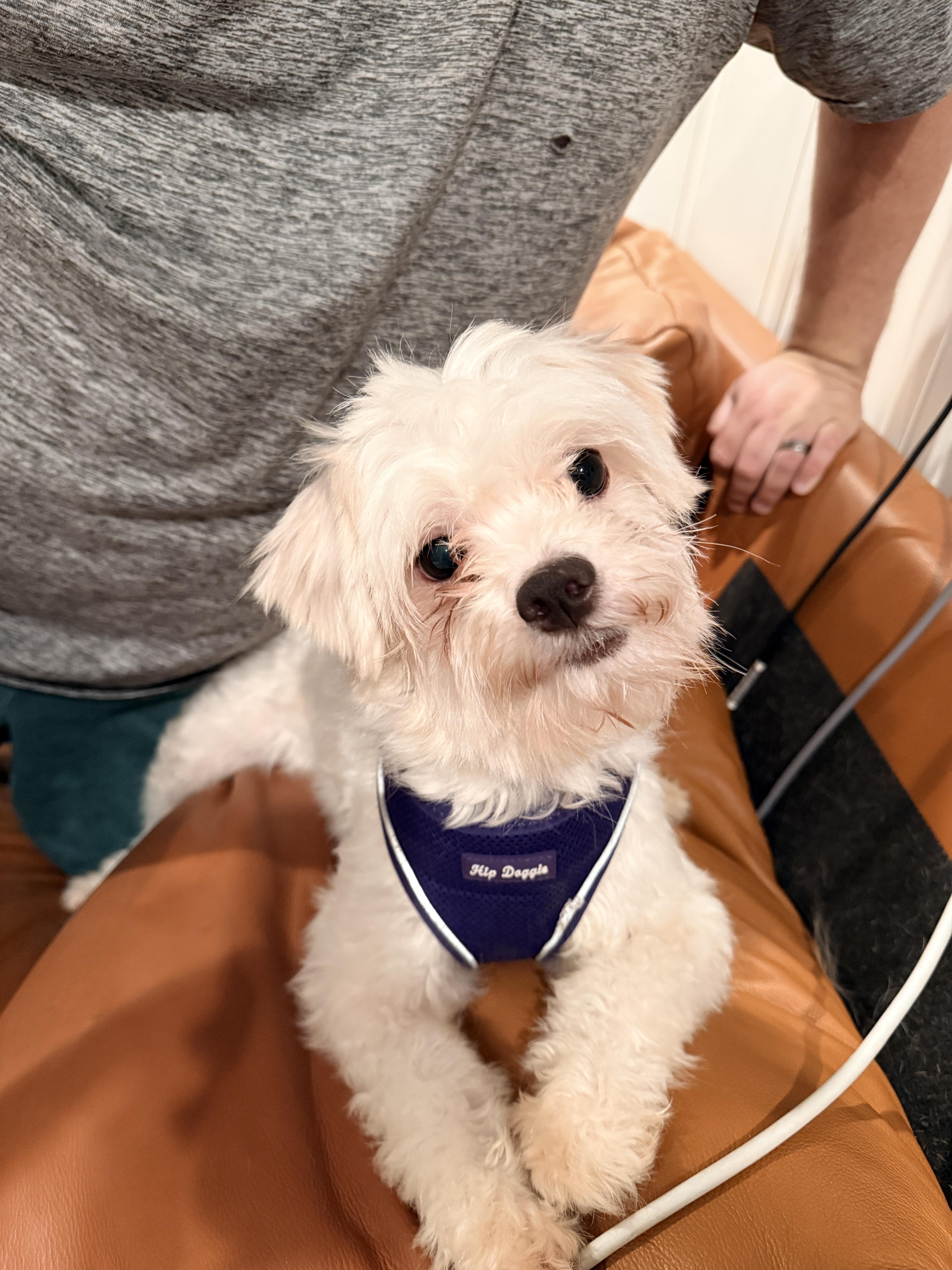 Enlarge Genevieve, a Adoptable Lhasa Apso in Chicago, IL image 3/3