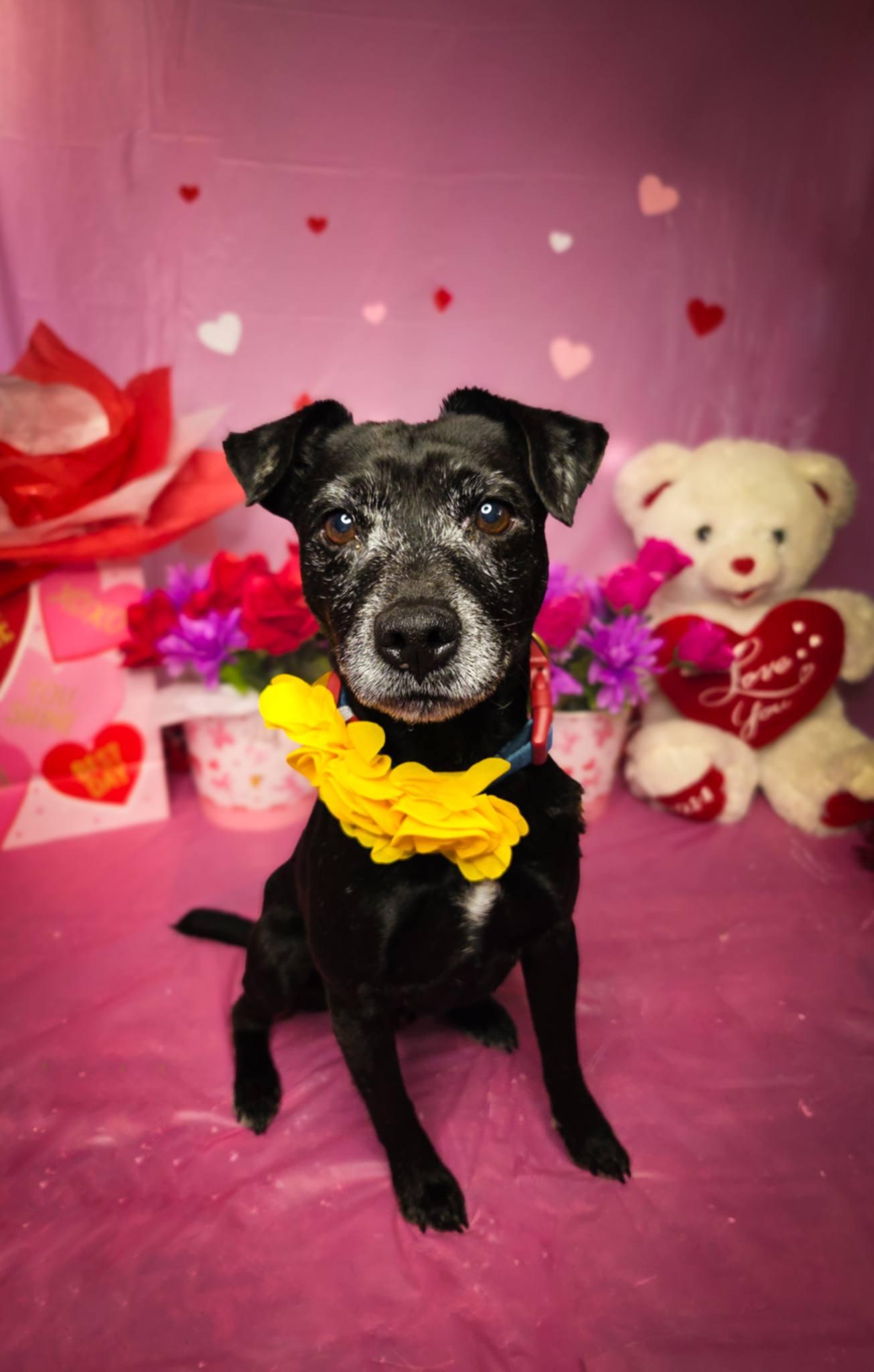 Ollie the OG, an adopted mixed breed in Davenport, IA image 5/5