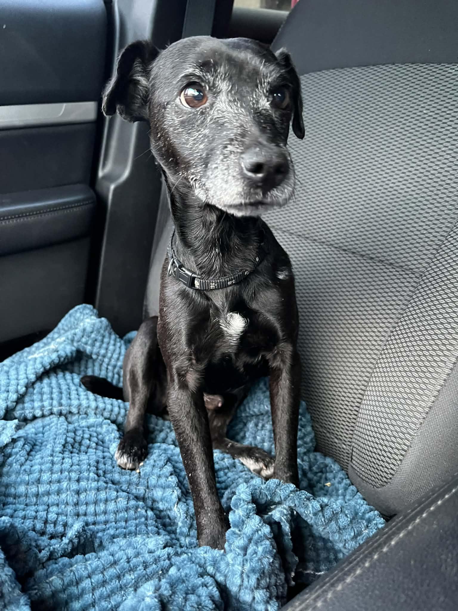 Ollie the OG, adopted, Adult Male Jack Russell Terrier.