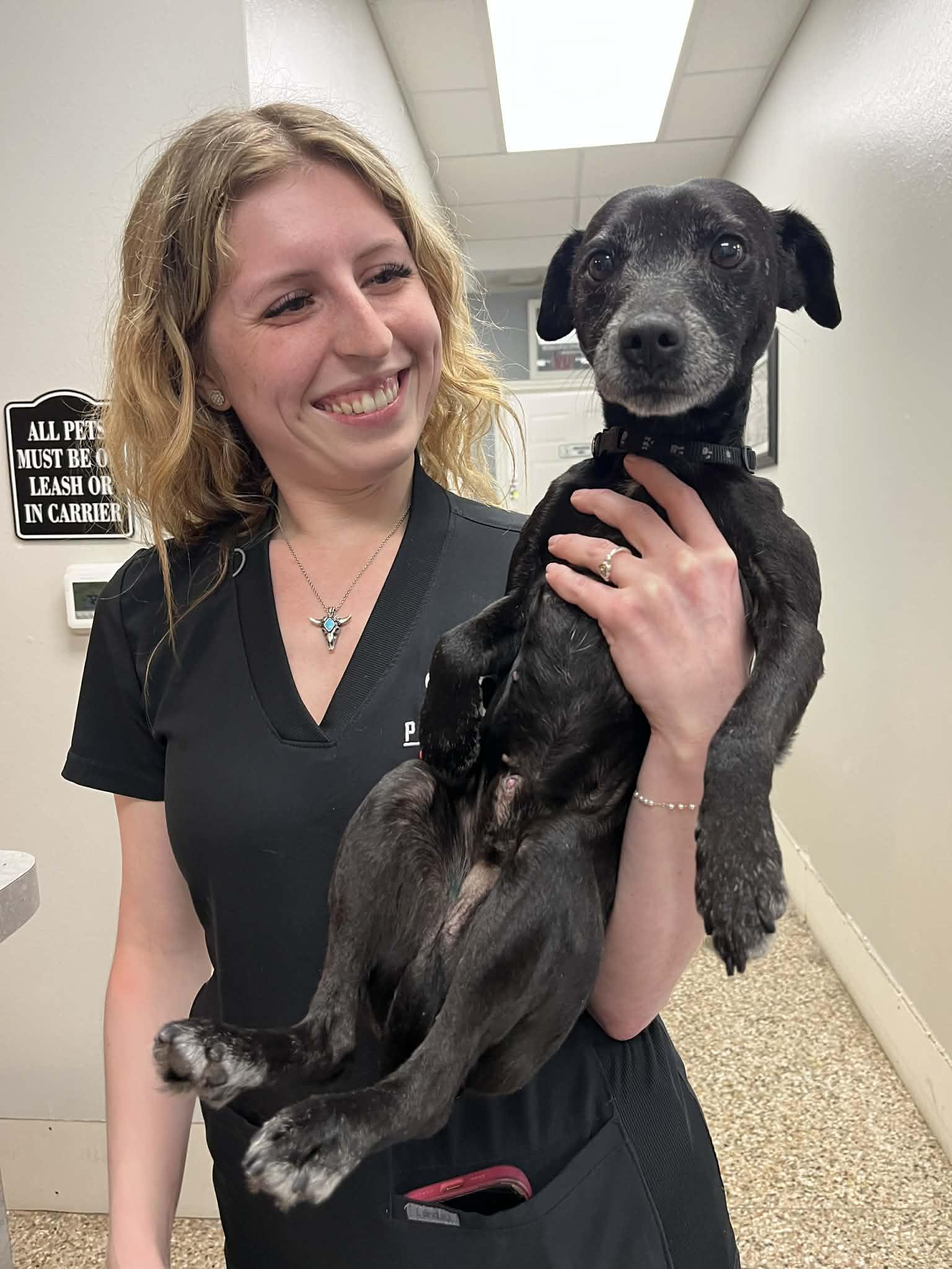 Ollie the OG, an adopted mixed breed in Davenport, IA image 3/5