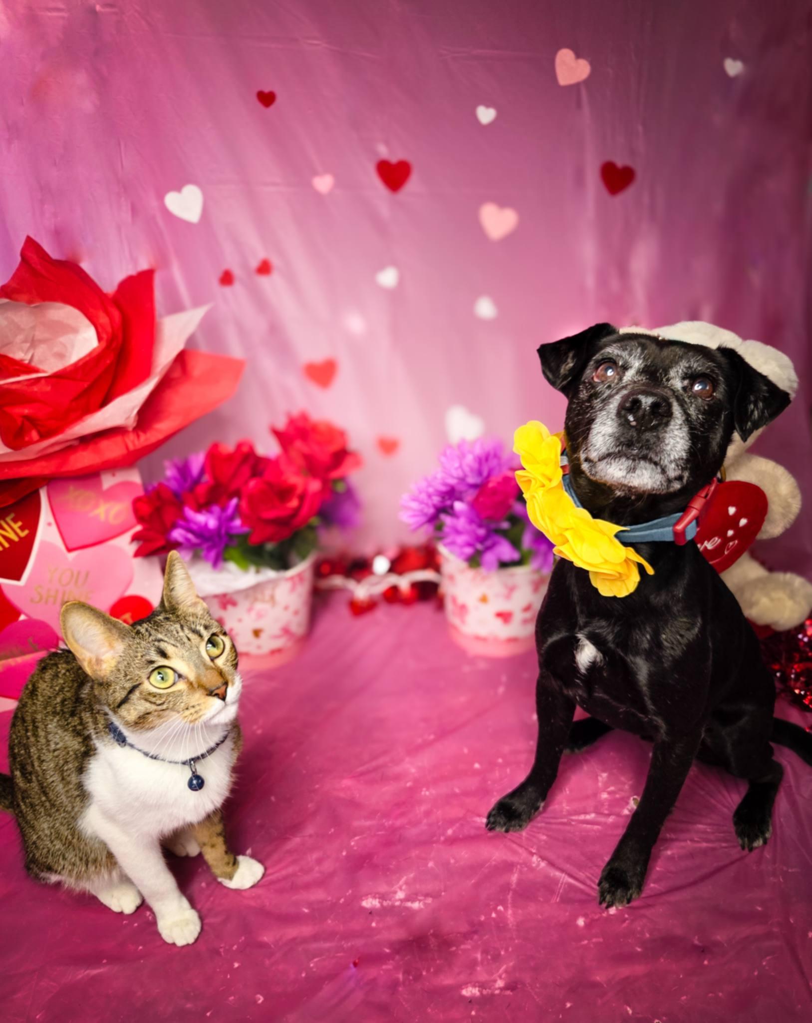 Ollie the OG, an adopted mixed breed in Davenport, IA image 2/5