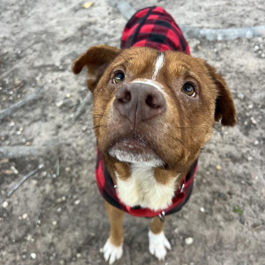 Oso, Adoptable, Adult Male Mixed Breed.