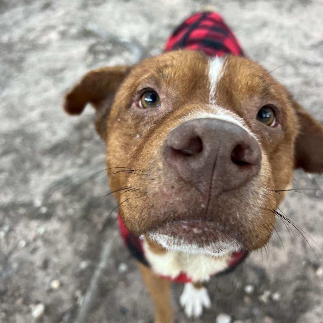 Enlarge Oso, a Adoptable Mixed Breed in Spring, TX image 2/5