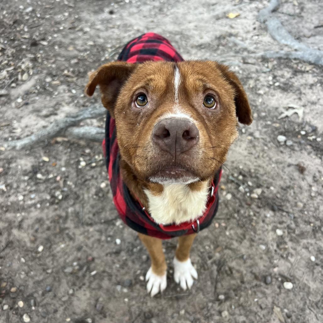 Enlarge Oso, a Adoptable Mixed Breed in Spring, TX image 3/5