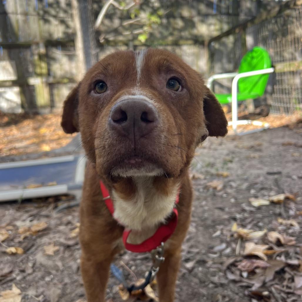 Enlarge Oso, a Adoptable Mixed Breed in Spring, TX image 4/5
