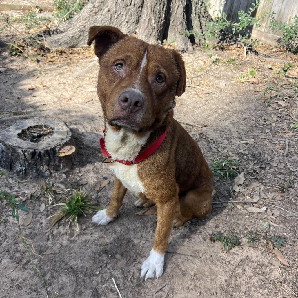 Enlarge Oso, a Adoptable Mixed Breed in Spring, TX image 5/5