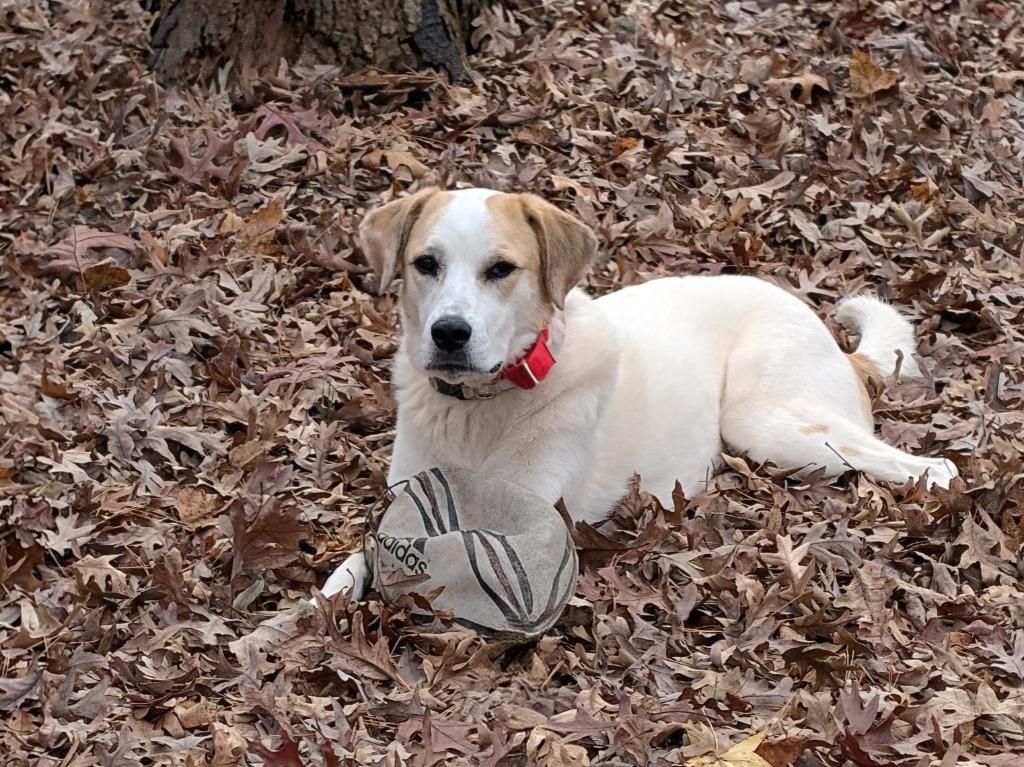 Lucy, Adoptable, Young Female Great Pyrenees & Hound.