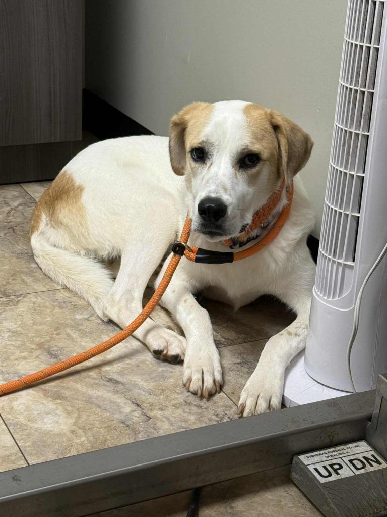 Enlarge Lucy, a Adoptable mixed breed in Waxhaw, NC image 1/3