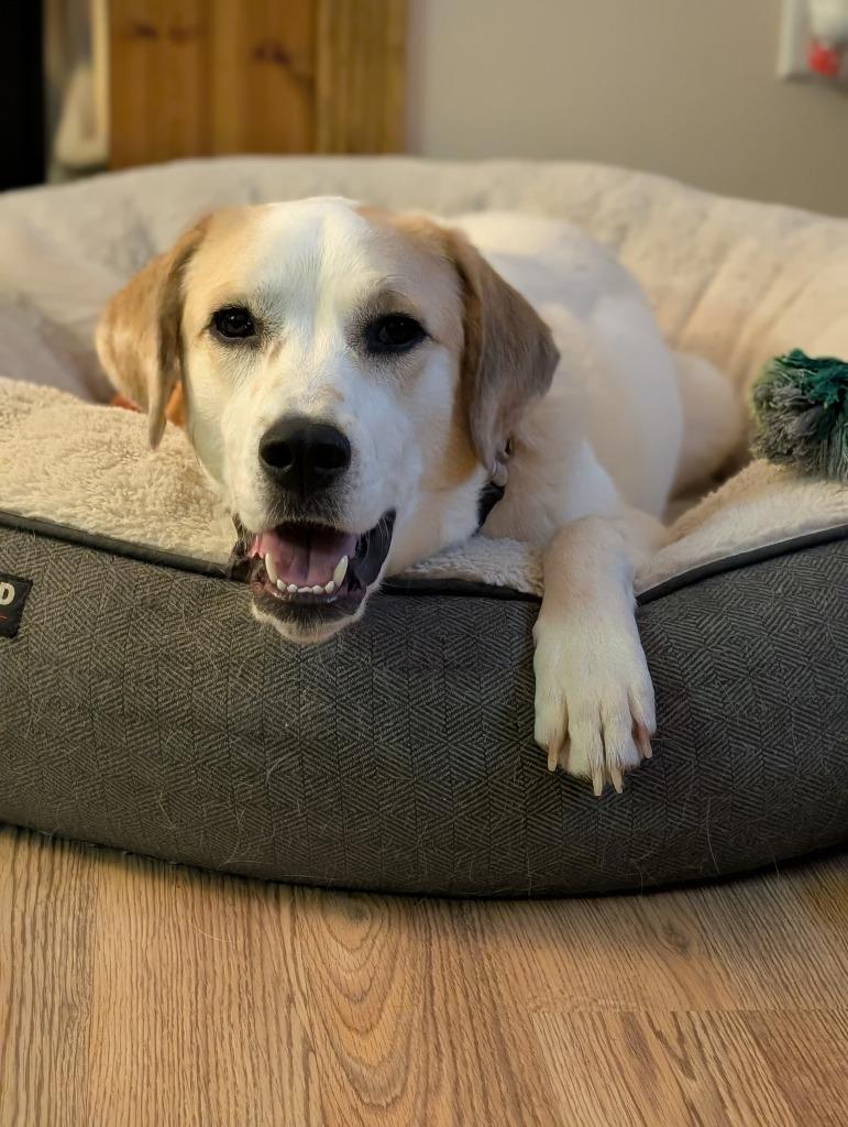 Enlarge Lucy, a Adoptable Great Pyrenees in Waxhaw, NC image 3/3