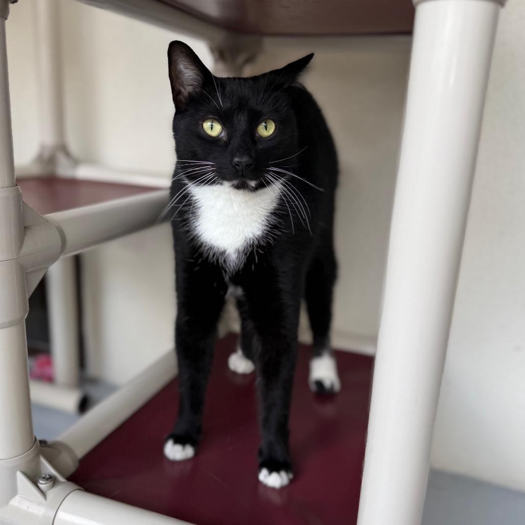 Zeus, Adoptable, Adult Male Domestic Short Hair.