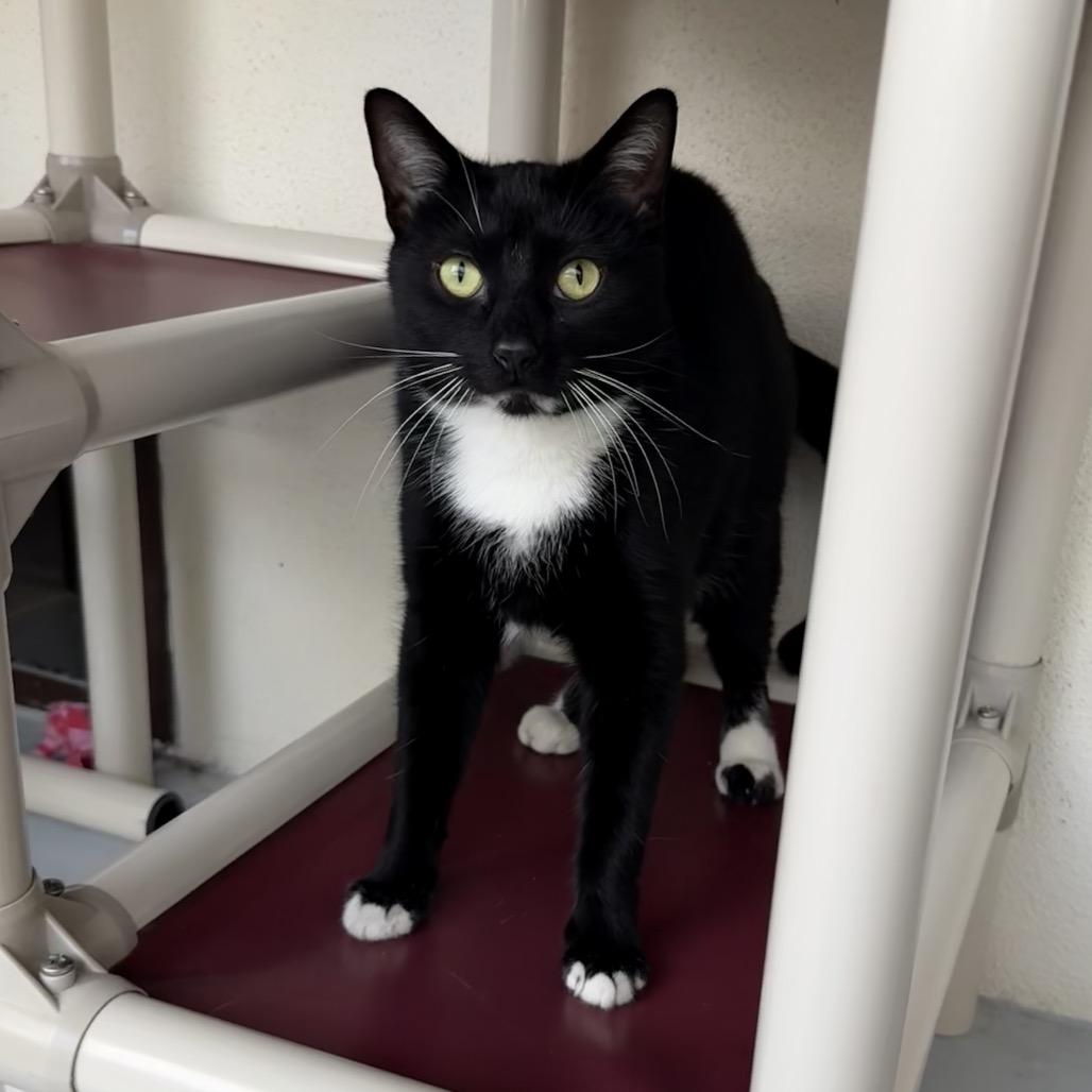 Enlarge Zeus, a Adoptable Domestic Short Hair in Sarasota, FL image 2/4