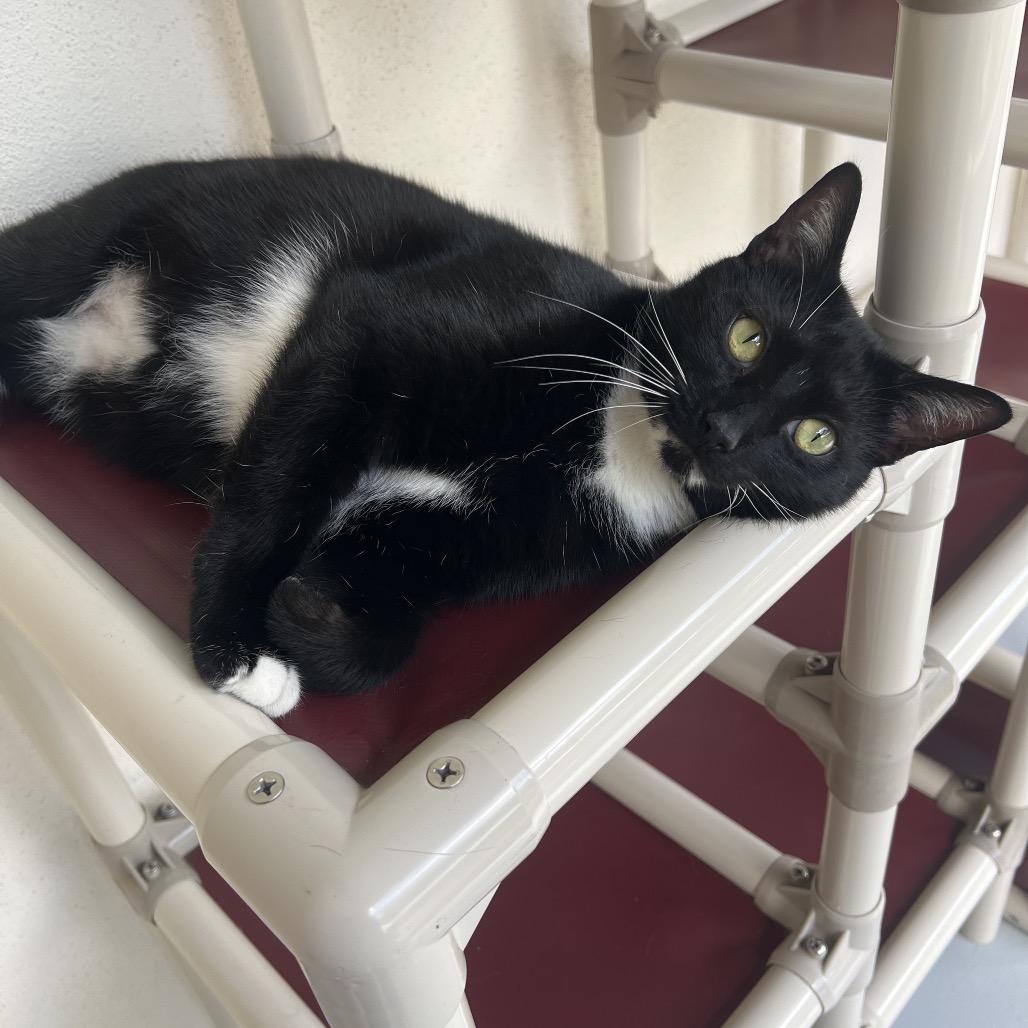 Enlarge Zeus, a Adoptable Domestic Short Hair in Sarasota, FL image 3/6