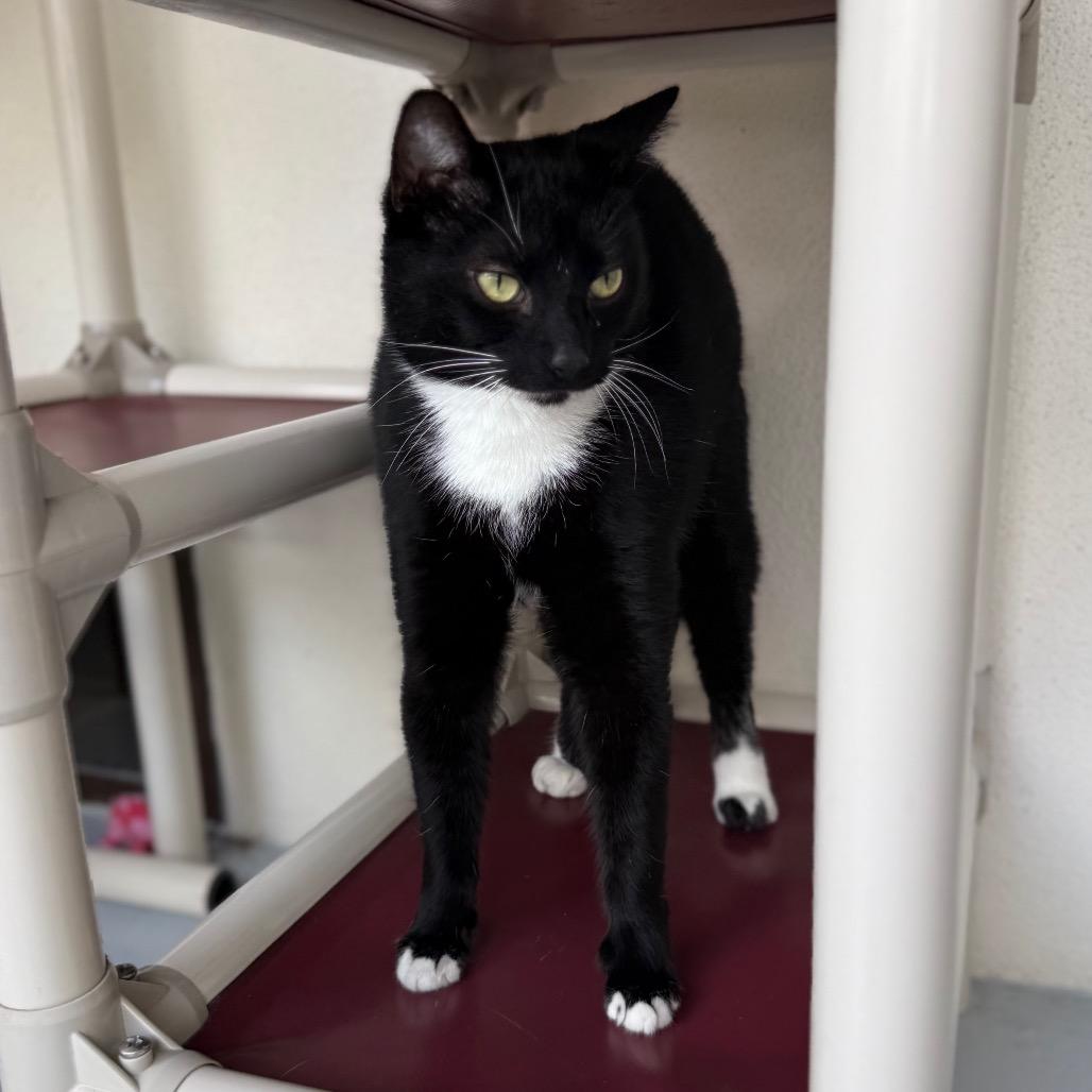 Enlarge Zeus, a Adoptable Domestic Short Hair in Sarasota, FL image 3/4