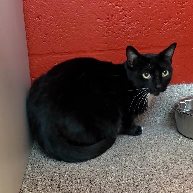 Enlarge Zeus, a Adoptable Domestic Short Hair in Sarasota, FL image 4/4