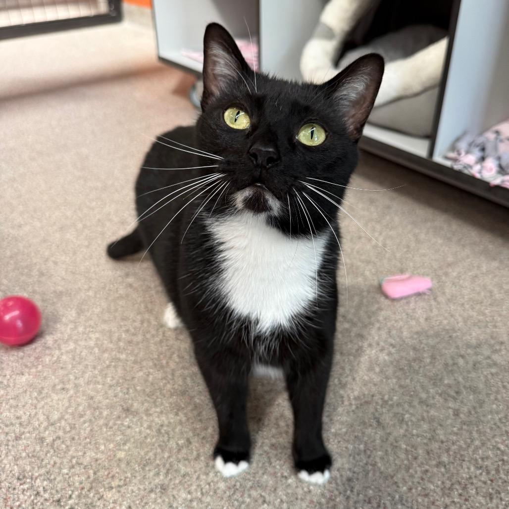 Enlarge Zeus, a Adoptable Domestic Short Hair in Sarasota, FL image 6/6