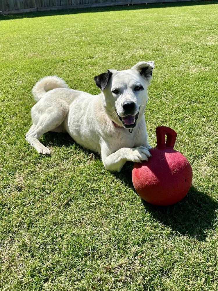 Enlarge Nori, a Adoptable mixed breed in Jackson, GA image 1/6