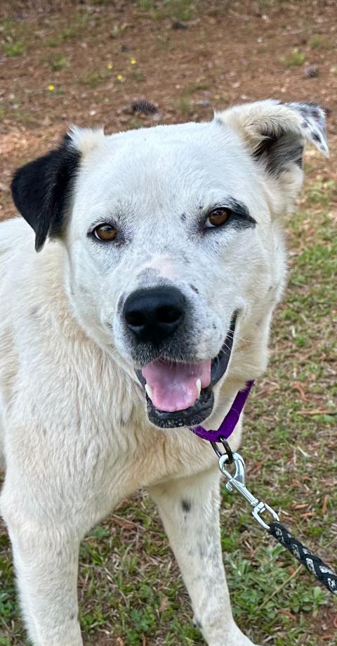 Enlarge Nori, a Adoptable mixed breed in Jackson, GA image 2/6