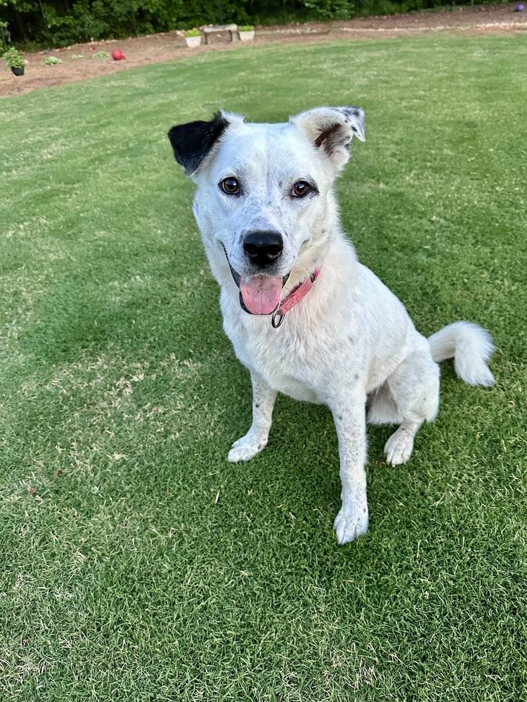 Enlarge Nori, a Adoptable mixed breed in Jackson, GA image 3/6