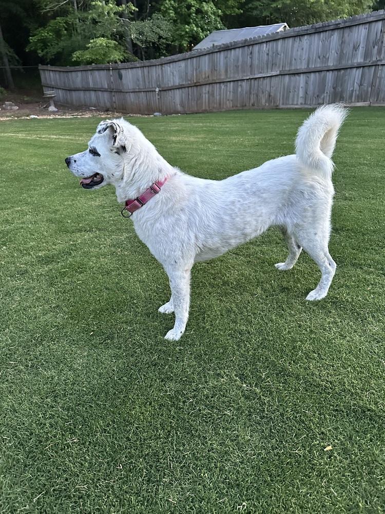 Enlarge Nori, a Adoptable mixed breed in Jackson, GA image 4/6