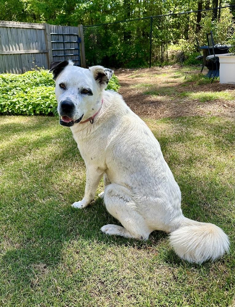 Enlarge Nori, a Adoptable mixed breed in Jackson, GA image 5/6