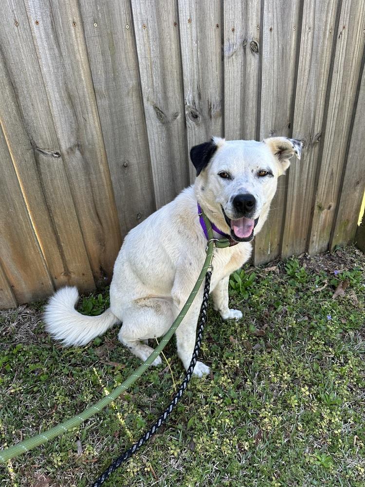 Enlarge Nori, a Adoptable mixed breed in Jackson, GA image 6/6