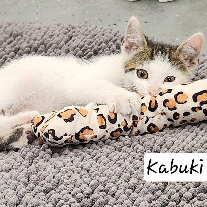 Kabuki, a Adoptable Domestic Short Hair in Baker City, OR image 1/2